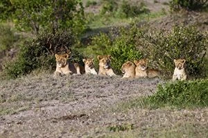 Images Dated 17th October 2011: Group of young Lions -Panthera leo- resting, Masai Mara National Reserve, Kenya, East Africa
