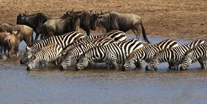 Images Dated 13th October 2015: Group of zebras checking for crocodiles in river