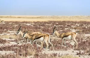 Groupe of springboks -Antidorcas marsupialis-, Etosha National Park, Namibia