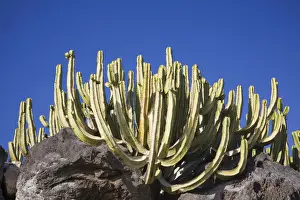 Succulent Plant Prints: Groupf of cacti, Lanzarote, Canary Islands, Spain, Europe