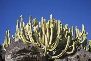 Succulent Plant Gallery: Groupf of cacti, Lanzarote, Canary Islands, Spain, Europe