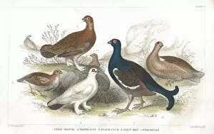 Images Dated 29th April 2012: Grouse and Partridge old litho print from 1852