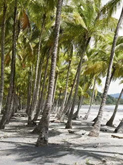Images Dated 10th November 2012: Grove of palm trees on the beach, Playa Carryllo, Nicoya Peninsula, Costa Rica, Central America