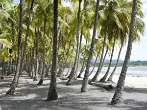 Images Dated 10th November 2012: Grove of palm trees on the beach, Playa Carryllo, Nicoya Peninsula, Costa Rica, Central America