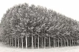 Seasons Gallery: A grove of poplar trees