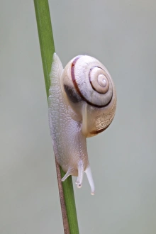 Grove Collection: Grove snail, brown-lipped snail (Cepaea nemoralis)