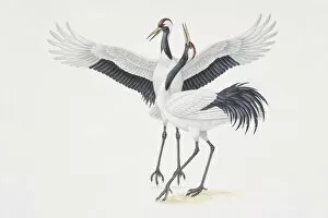 Feathers Collection: Grus japonensis, two Japanese Red Crowned Cranes, one bending its neck backwards