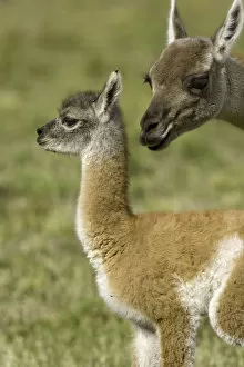 Guanaco female sniffing her calf