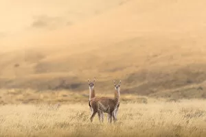 Coolbiere Collection Gallery: Two guanaco standing in the field