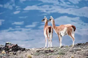 Prints of Guanacos (Lama guanicoe), Torres del Paine National Park, Chile Torres Del Paine National Park, Chile, South America Prints: Guanacos (Lama guanicoe), Torres del Paine National Park, Chile