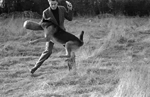 Prints of 7th February 1953: RAF (Royal Airforce) guard dog Youth gripping onto the arm of Picture Post photographer Ronald Startup at an RAF base at Netheravon, near Salisbury A Photographic Legacy: Guard Dog