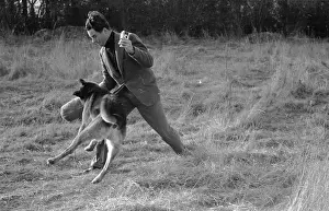 Prints of 7th February 1953: RAF (Royal Airforce) guard dog Youth jumping into action against Picture Post photographer Ronald Startup at an RAF base at Netheravon, near Salisbury A Photographic Legacy: Guarding The Base