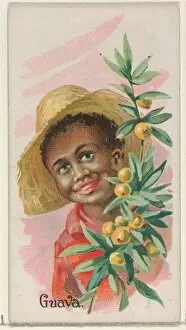 Guava Trade Card 1891