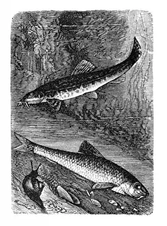 Natural Phenomenon Prints: Gudgeon (Gobio gobio) or stone loach (Barbatula barbatula)