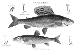 Fishing Hook Prints: Gudgeon and grayling engraving 1812