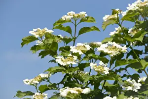 Blue Sky Prints: Guelder Rose, Snowball Tree or Viburnum -Viburnum opulus-, flowering, Thuringia, Germany