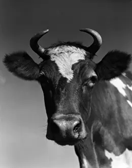Guernsey cow