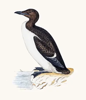 Images Dated 10th June 2016: Guillemot bird