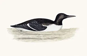 Images Dated 10th June 2016: Guillemot bird