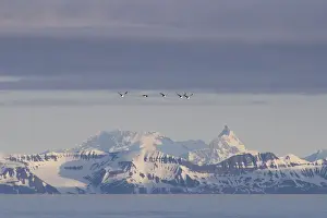 Svalbard Islands Prints: Guillemots or Murres -Uria- flying in front of the mountains of the east coast of Spitsbergen