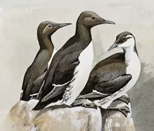 Images Dated 27th June 2007: Three Guillemots (Uria aalge), perching on a rock, side view