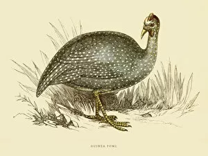 Images Dated 25th July 2016: Guinea fowl illustration 1851