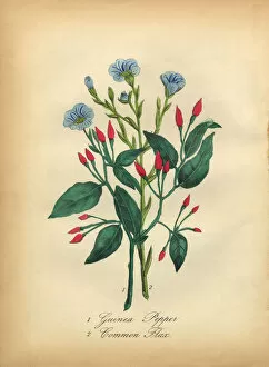 Images Dated 7th July 2016: Guinea Pepper and Common Flax Victorian Botanical Illustration