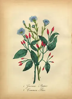 Guinea Pepper and Common Flax Victorian Botanical Illustration