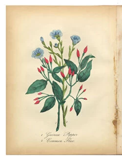 Images Dated 7th July 2015: Guinea Pepper and Flax Victorian Botanical Illustration