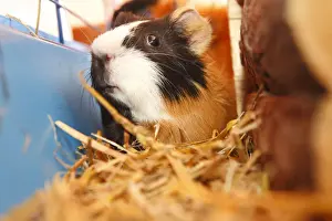 Rodents Prints: Guinea pig