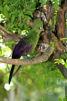 Guinea Turaco -Tauraco persa-, adult on tree, native to Africa, captive