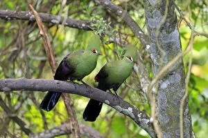 Animals In Captivity Collection: Guinea Turacos -Tauraco persa-, adult on tree, native to Africa, captive