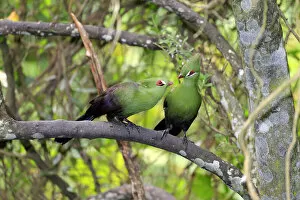 Images Dated 21st December 2013: Guinea Turacos -Tauraco persa-, adult on tree, native to Africa, captive
