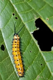 Images Dated 5th March 2012: Gulf Fritillary or Passion Butterfly -Agraulis vanillae-, caterpillar, Tiputini rain forest