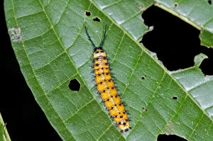 Gulf Fritillary or Passion Butterfly -Agraulis vanillae-, caterpillar, Tiputini rain forest, Yasuni National Park