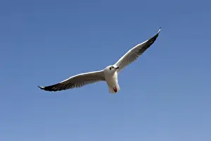 Laridae Prints: Gull or Seagull -Laridae-, in flight, at Inle Lake, Shan State, Myanmar