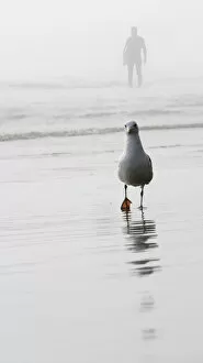 Seagull Gallery: Gull and surfer