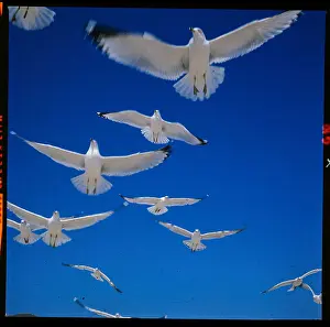 Gull Prints: Gulls in Flight