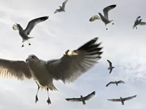 gulls flying high