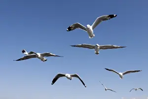 Blue Sky Prints: Gulls or Seagulls -Laridae-, in flight, at Inle Lake, Shan State, Myanmar