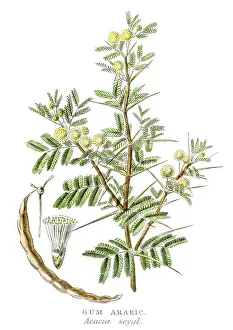 Gum arabic botanical engraving 1857