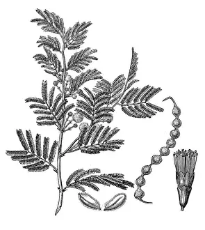 Rubber Prints: Gum arabic tree (Acacia arabica)