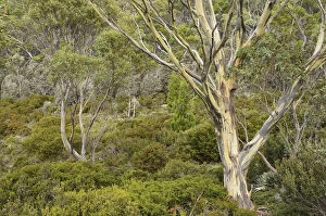 Images Dated 24th April 2011: Gum tree and bushland, Mount Field National Park