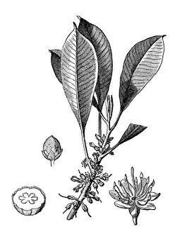 Gutta-percha