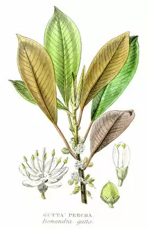 Images Dated 3rd May 2017: Gutta percha gum plant engraving 1857