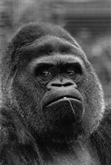 Human Interest Gallery: Guy The Gorilla