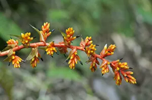 Prick Gallery: Guzmania rubrolutea -Bromeliad family-, blossom, in habitat, Tandayapa region