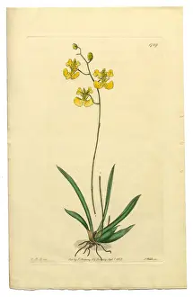 Orchid Prints: Gynandria Monandria, Victorian Botanical Illustration, Oncidium, Oncidium Lemonianum, 1835