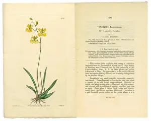 Orchid Prints: Gynandria Monandria, Victorian Botanical Illustration, Oncidium, Oncidium Lemonianum, 1835