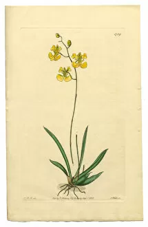 Images Dated 13th October 2016: Gynandria Monandria, Victorian Botanical Illustration, Oncidium, Oncidium Lemonianum, 1835